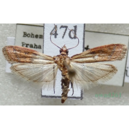 Plodia interpunctella (Hübner, 1813) Omacnica spichrzanka Czech47d